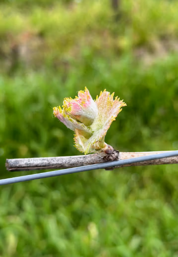 Knospe Weinrebe