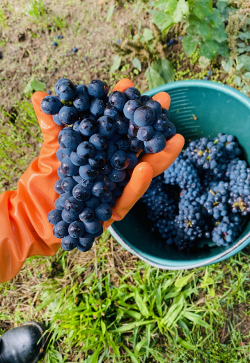 roteTrauben mi Eimer